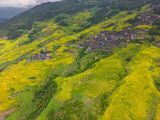 Village houses and green and yellow rice terraces of Longji rice terraces in Guangxi province, China