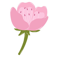 Bloomed Bud Cherry Blossom Flower. Flat and Simple Pink Sakura.