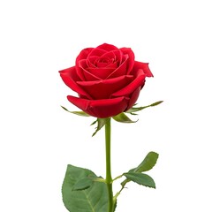 Naklejka premium Elegant red rose with stem and leaf, floral blossom isolated on white background