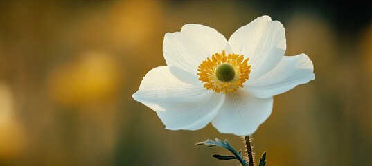 Obraz premium A close-up view of a delicate white flower with yellow stamens. set against a softly blurred background of greens and browns. ideal for nature-themed projects