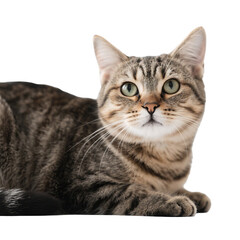 Close-up of a Tabby Cat Lying Down and Looking at the Camera