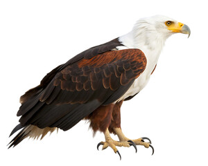 Fototapeta premium Majestic african fish eagle profile isolated on white background with detailed feathers