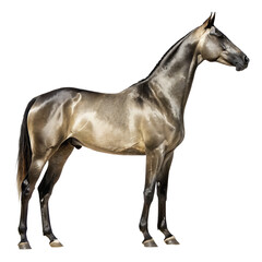 Obraz premium Majestic akhal-teke horse in full profile elegantly posed against isolated on white background