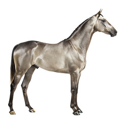 Obraz premium Graceful silver akhal teke horse standing proudly isolated on white background