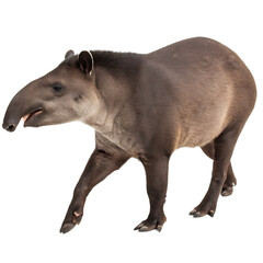 Fototapeta premium A realistic portrait of a tapir walking isolated on white background with details