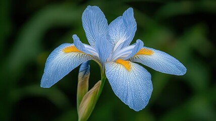 Close Up of a Striking Blue Iris with Dew Drops