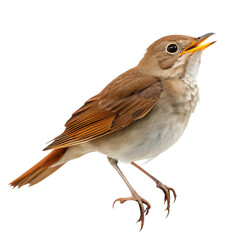 Fototapeta premium Beautiful nightingale bird singing against isolated on white background with detailed feathers and open beak