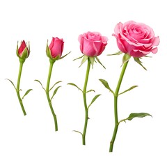 Obraz premium Pink rose flower growth stages from bud to bloom isolated on white background