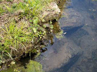 池のアカハライモリ