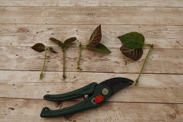 Gardener preparing paederia lanuginosa cuttings for rooting on wooden table