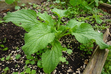 Borage plant growing in vegetable garden with wood chips mulch