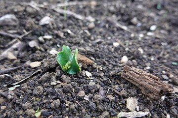 Lupine seedling emerging from soil: new life in spring
