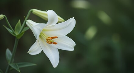 White Lily Blossom With Buds Against Green Background