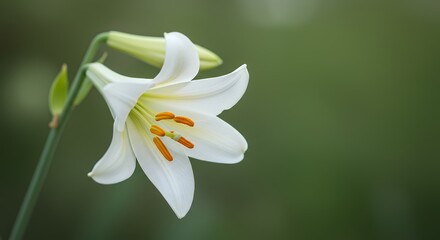 Obraz premium White Lily Flower Blooming