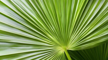 Detailed close-up of a vibrant palm leaf's structure.