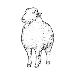 A detailed sketch of a fluffy sheep, symbolizing wool production and livestock farming, ideal for rural and agricultural artwork in a classic black-and-white style