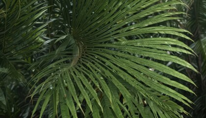 Fototapeta premium Intricate detail of a lush tropical palm frond , rainforest, jungle, wallpaper