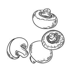 Hand-drawn illustration of mushrooms in a linear vintage style, for cards, posters, menus, and graphic design.