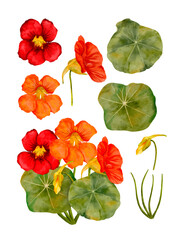 Fototapeta premium A vibrant watercolor representation of nasturtium flowers and their lovely leaves