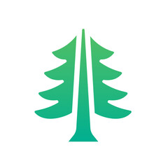 pine tree 