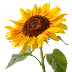 Fototapeta premium Vibrant sunflower blooming against a dark black background depicting botanical beauty