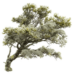 Ancient Weeping Tree, Isolated on Green Transparent background