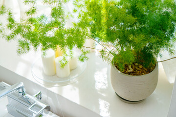 陽のあたる窓際に置かれた植物