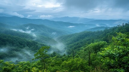 Misty mountain range. Lush forest valley
