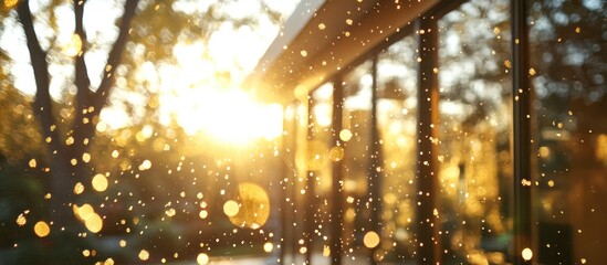 Obraz premium Golden Sunlight Through Trees and Windows