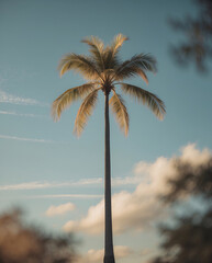 single palm tree rising over grassy field under bright blue sky peaceful warm summer natural setting plant photo for botanical wallpaper background