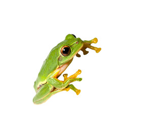 Fototapeta premium Vibrant Green Tree Frog Isolated On Black Background