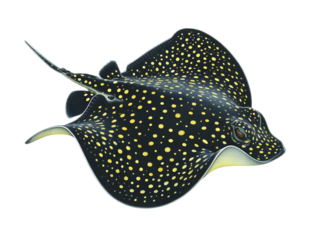 Drawing of a freshwater stingray , on white background.