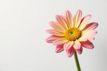 Single daisy bloom, vibrant petals, white background, graphic, flower