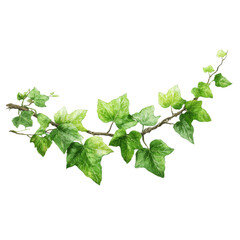 Naklejka premium Lush Green Ivy Branch with Detailed Leaves - Botanical Illustration