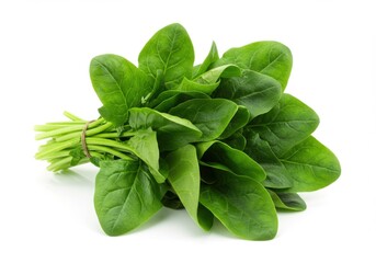 Fototapeta premium A bunch of fresh spinach leaves tied together isolated on white background