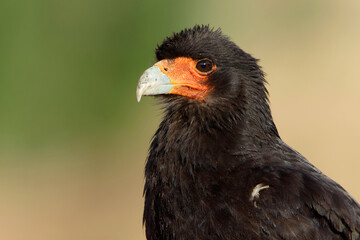 Mountain caracara (Daptrius megalopterus) close up portrait