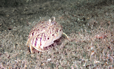 Common Box Crab (Calappa lophos) at the Blue Heron Bridge, Phil Foster Park, Riviera Beach, Florida