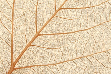Leaf Skeleton: A captivating close-up showcases the intricate structure of a leaf skeleton, revealing the delicate network of veins in exquisite detail. A testament to the artistry of nature.
