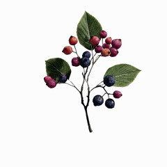 Elegant Branch of Berries with Dark Green Leaves on a Gray Transparent background