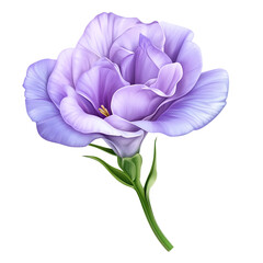 Fresh Cut Purple Freesia 