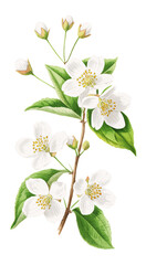 Fototapeta premium Delicate Watercolor Illustration of White Mock Orange Flowers