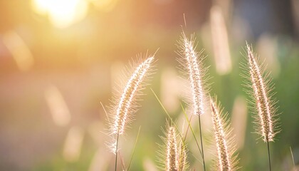 Obraz premium Soft sunlight filters through delicate grass, creating a serene atmosphere filled with natural beauty and tranquility