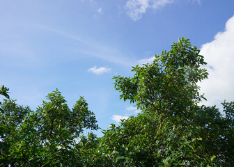 Cloud formation in the sky, Blue sky background with clouds.