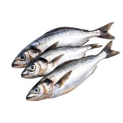 Fototapeta premium Three fresh raw sardines aligned closely together in a studio shot on isolate background