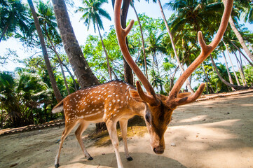 Spotted deer at Ross island, Andaman and Nicobar