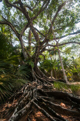 A very old banyan tree with its beautiful spreading roots,