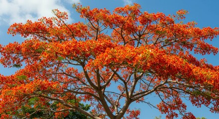 Flame tree flamboyant in full bloom against a vibrant azure sky backdrop