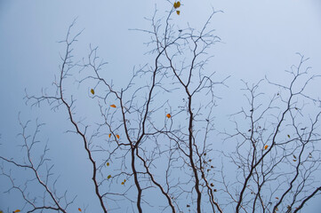 Natural background in the forest