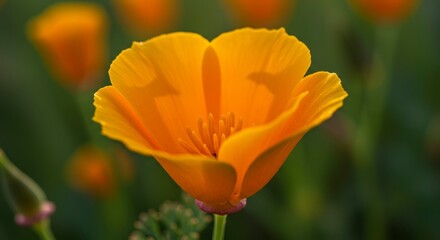 Golden bloom, a captivating close-up of california poppy in natural habitat