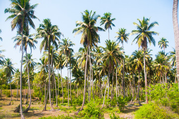 Beautiful coconut palm trees farm, India